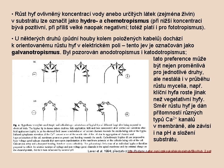  • Růst hyf ovlivněný koncentrací vody anebo určitých látek (zejména živin) v substrátu