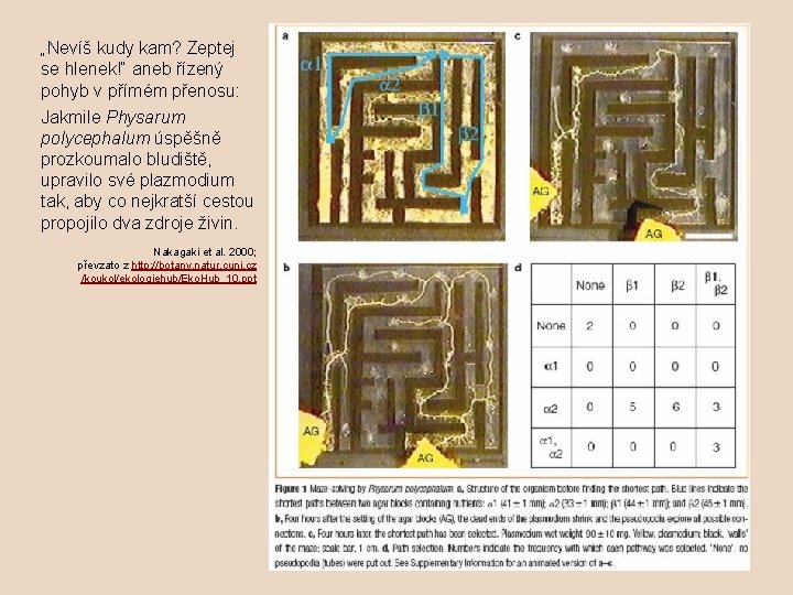 „Nevíš kudy kam? Zeptej se hlenek!“ aneb řízený pohyb v přímém přenosu: Jakmile Physarum