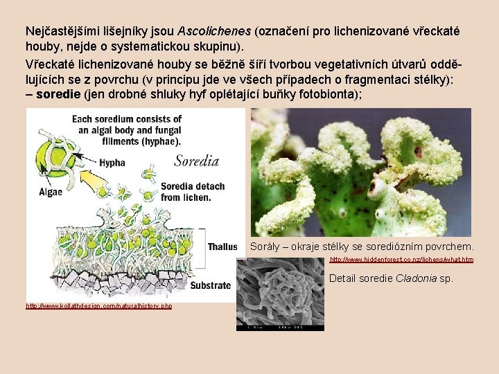Nejčastějšími lišejníky jsou Ascolichenes (označení pro lichenizované vřeckaté houby, nejde o systematickou skupinu). Vřeckaté
