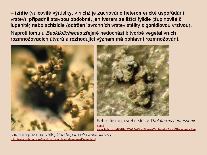 – izidie (válcovité výrůstky, v nichž je zachováno heteromerické uspořádání vrstev), případně stavbou obdobné,