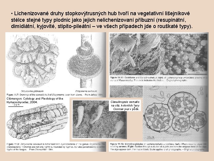  • Lichenizované druhy stopkovýtrusných hub tvoří na vegetativní lišejníkové stélce stejné typy plodnic