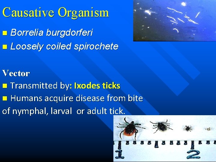 Causative Organism Borrelia burgdorferi n Loosely coiled spirochete n Vector n Transmitted by: Ixodes