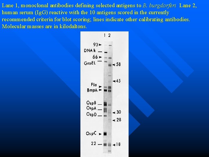 Lane 1, monoclonal antibodies defining selected antigens to B. burgdorferi Lane 2, human serum