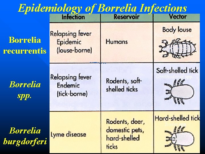 Epidemiology of Borrelia Infections Borrelia recurrentis Borrelia spp. Borrelia burgdorferi Pediculus humanus Ornithodoros spp.