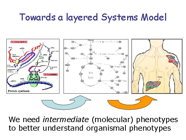 Towards a layered Systems Model We need intermediate (molecular) phenotypes to better understand organismal