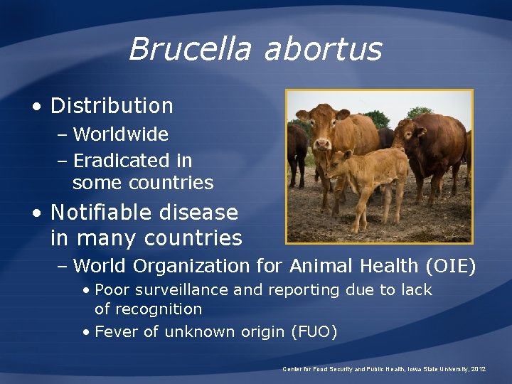 Brucella abortus • Distribution – Worldwide – Eradicated in some countries • Notifiable disease