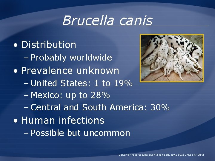 Brucella canis • Distribution – Probably worldwide • Prevalence unknown – United States: 1 Brucella canis • Distribution – Probably worldwide • Prevalence unknown – United States: 1