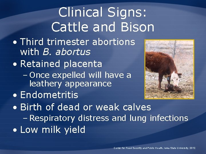 Clinical Signs: Cattle and Bison • Third trimester abortions with B. abortus • Retained