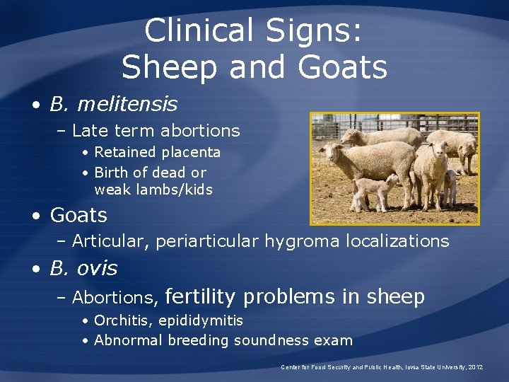 Clinical Signs: Sheep and Goats • B. melitensis – Late term abortions • Retained