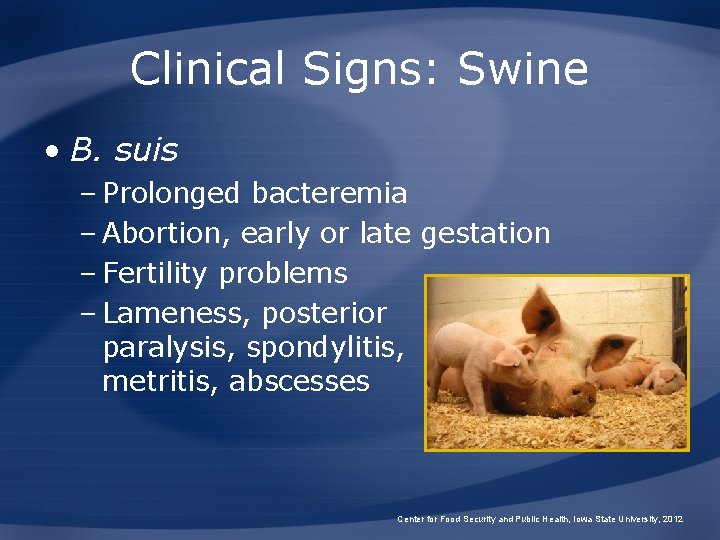 Clinical Signs: Swine • B. suis – Prolonged bacteremia – Abortion, early or late