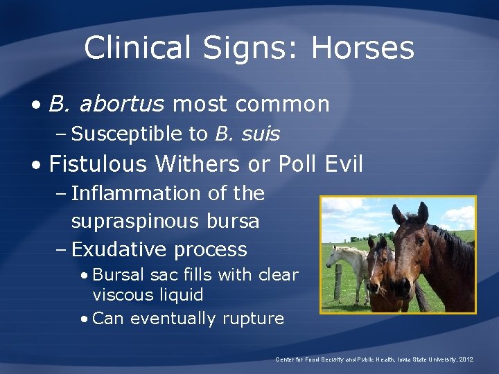 Clinical Signs: Horses • B. abortus most common – Susceptible to B. suis • Clinical Signs: Horses • B. abortus most common – Susceptible to B. suis •