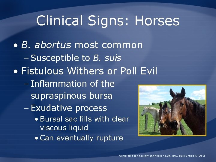 Clinical Signs: Horses • B. abortus most common – Susceptible to B. suis •