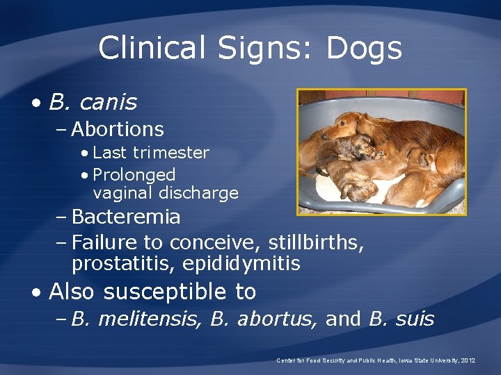 Clinical Signs: Dogs • B. canis – Abortions • Last trimester • Prolonged vaginal