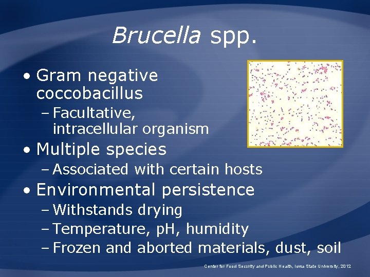 Brucella spp. • Gram negative coccobacillus – Facultative, intracellular organism • Multiple species –