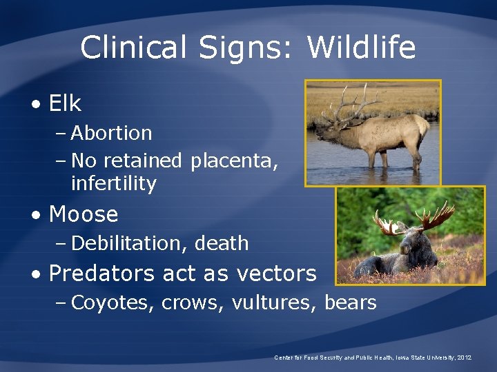 Clinical Signs: Wildlife • Elk – Abortion – No retained placenta, infertility • Moose Clinical Signs: Wildlife • Elk – Abortion – No retained placenta, infertility • Moose