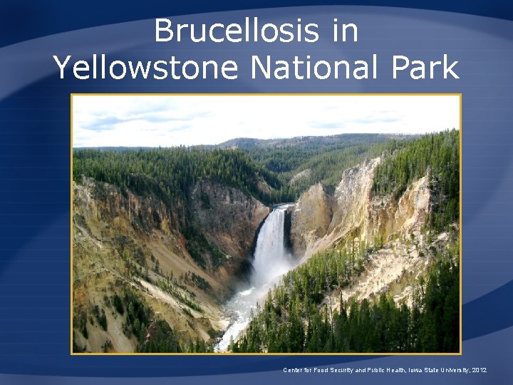 Brucellosis in Yellowstone National Park Center for Food Security and Public Health, Iowa State Brucellosis in Yellowstone National Park Center for Food Security and Public Health, Iowa State