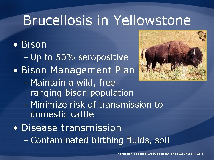 Brucellosis in Yellowstone • Bison – Up to 50% seropositive • Bison Management Plan Brucellosis in Yellowstone • Bison – Up to 50% seropositive • Bison Management Plan