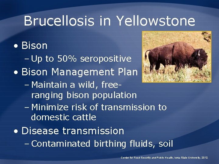 Brucellosis in Yellowstone • Bison – Up to 50% seropositive • Bison Management Plan