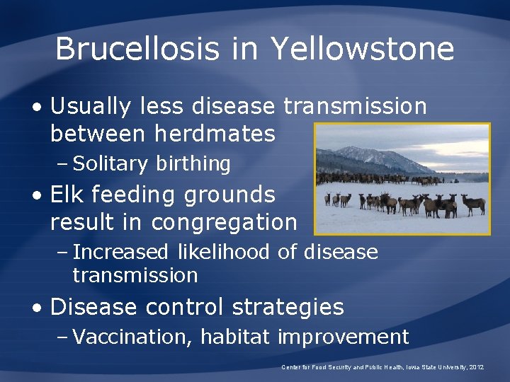 Brucellosis in Yellowstone • Usually less disease transmission between herdmates – Solitary birthing • Brucellosis in Yellowstone • Usually less disease transmission between herdmates – Solitary birthing •