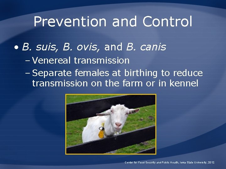 Prevention and Control • B. suis, B. ovis, and B. canis – Venereal transmission