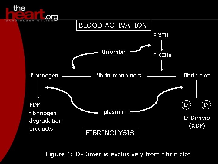 BLOOD ACTIVATION F XIII thrombin fibrinogen fibrin monomers FDP F XIIIa fibrin clot D