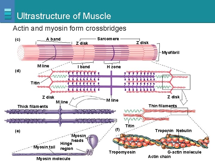 Ultrastructure of Muscle Actin and myosin form crossbridges A band (c) Z disk Sarcomere