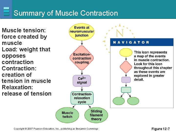 Summary of Muscle Contraction Muscle tension: force created by muscle Load: weight that opposes