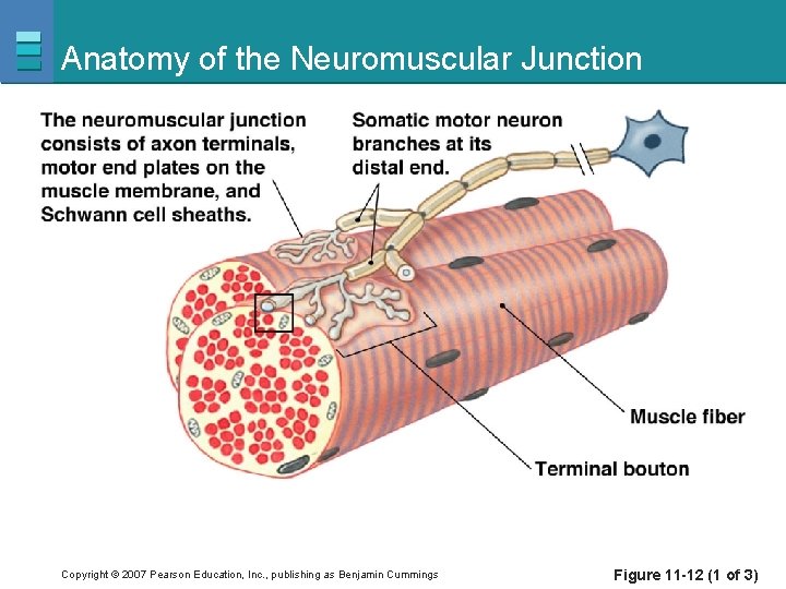Anatomy of the Neuromuscular Junction Copyright © 2007 Pearson Education, Inc. , publishing as