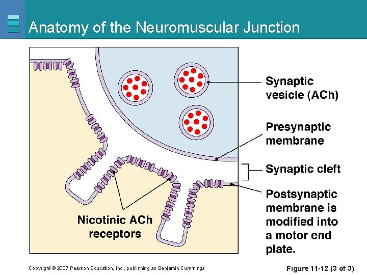 Anatomy of the Neuromuscular Junction Copyright © 2007 Pearson Education, Inc. , publishing as
