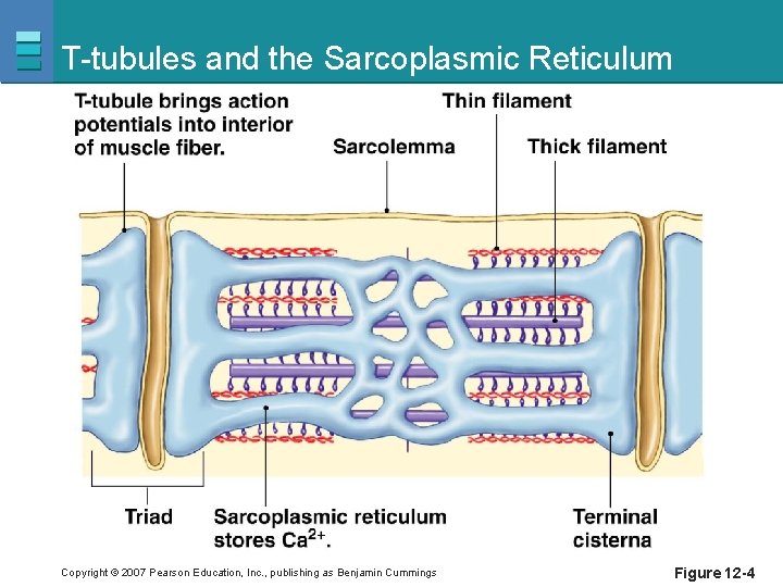 T-tubules and the Sarcoplasmic Reticulum Copyright © 2007 Pearson Education, Inc. , publishing as
