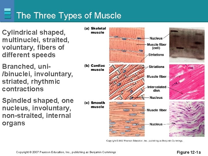 The Three Types of Muscle Cylindrical shaped, multinuclei, straited, voluntary, fibers of different speeds