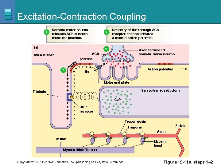 Excitation-Contraction Coupling 1 Somatic motor neuron releases ACh at neuromuscular junction. 2 (a) Net