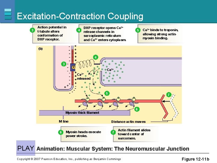 Excitation-Contraction Coupling 3 Action potential in t-tubule alters conformation of DHP receptor. 4 DHP