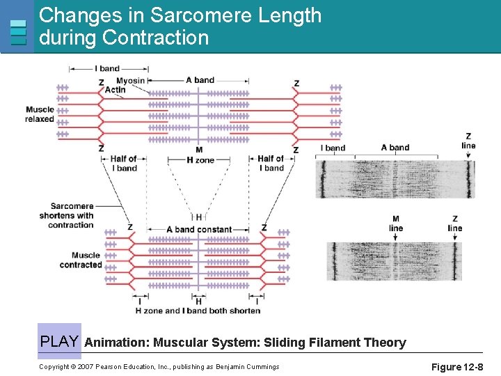 Changes in Sarcomere Length during Contraction PLAY Animation: Muscular System: Sliding Filament Theory Copyright