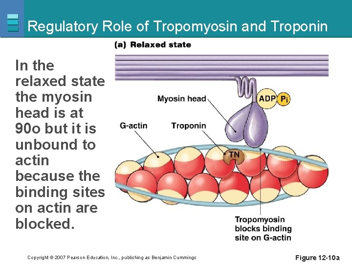 Regulatory Role of Tropomyosin and Troponin In the relaxed state the myosin head is