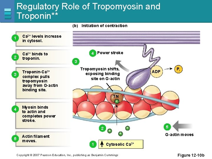 Regulatory Role of Tropomyosin and Troponin** (b) Initiation of contraction 1 Ca 2+ levels