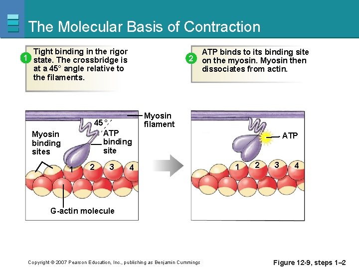 The Molecular Basis of Contraction Tight binding in the rigor 1 state. The crossbridge