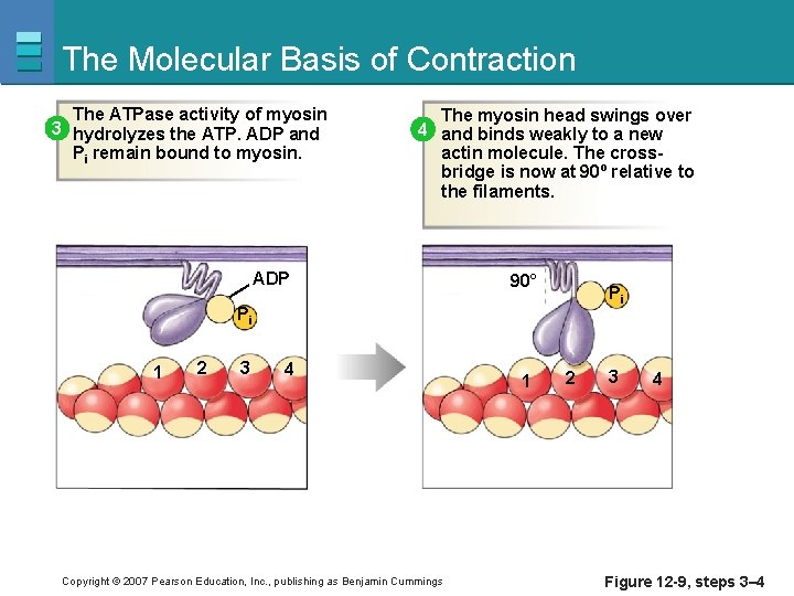 The Molecular Basis of Contraction The ATPase activity of myosin 3 hydrolyzes the ATP.