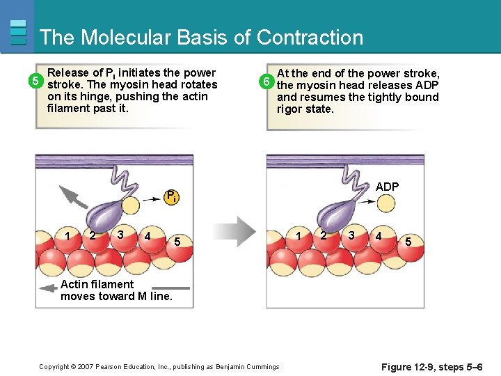 The Molecular Basis of Contraction Release of Pi initiates the power 5 stroke. The