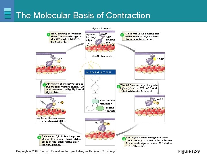 The Molecular Basis of Contraction Myosin filament 1 Tight binding in the rigor state.