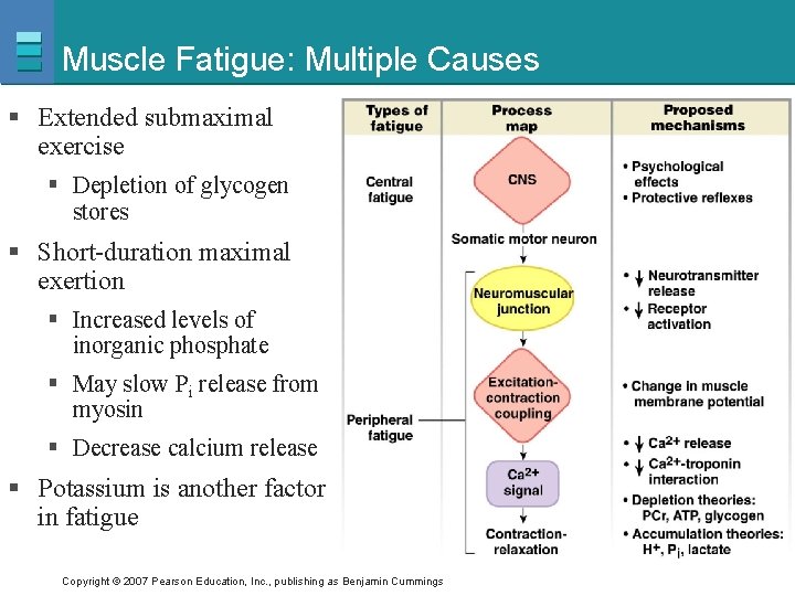 Muscle Fatigue: Multiple Causes § Extended submaximal exercise § Depletion of glycogen stores §