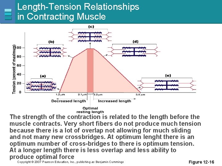 Length-Tension Relationships in Contracting Muscle The strength of the contraction is related to the