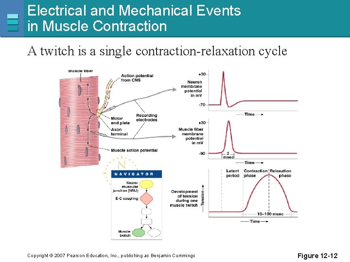 Electrical and Mechanical Events in Muscle Contraction A twitch is a single contraction-relaxation cycle