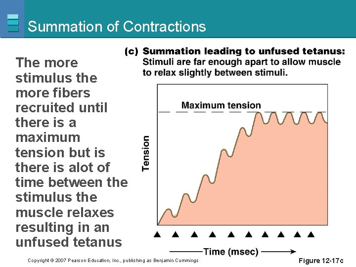 Summation of Contractions The more stimulus the more fibers recruited until there is a