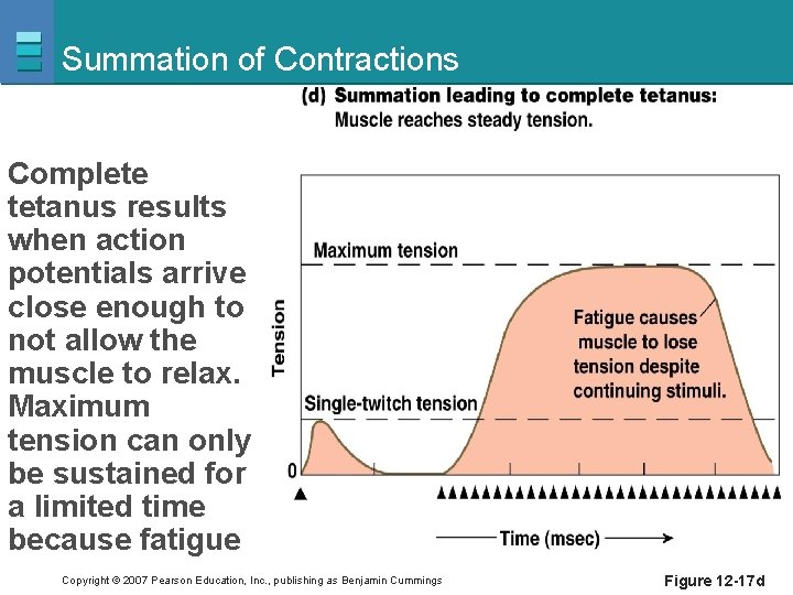 Summation of Contractions Complete tetanus results when action potentials arrive close enough to not