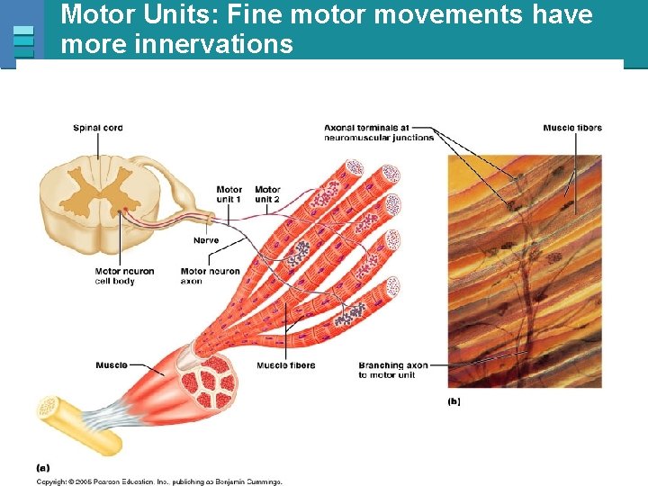 Motor Units: Fine motor movements have more innervations Copyright © 2007 Pearson Education, Inc.