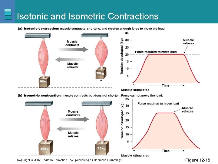 Isotonic and Isometric Contractions Copyright © 2007 Pearson Education, Inc. , publishing as Benjamin