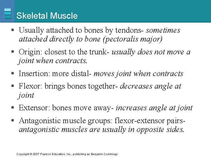 Skeletal Muscle § Usually attached to bones by tendons- sometimes attached directly to bone