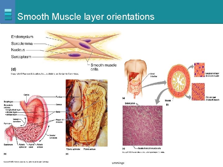 Smooth Muscle layer orientations Copyright © 2007 Pearson Education, Inc. , publishing as Benjamin