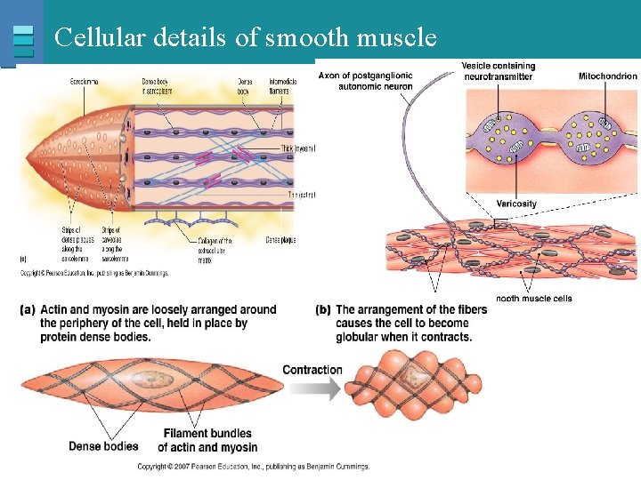 Cellular details of smooth muscle Copyright © 2007 Pearson Education, Inc. , publishing as